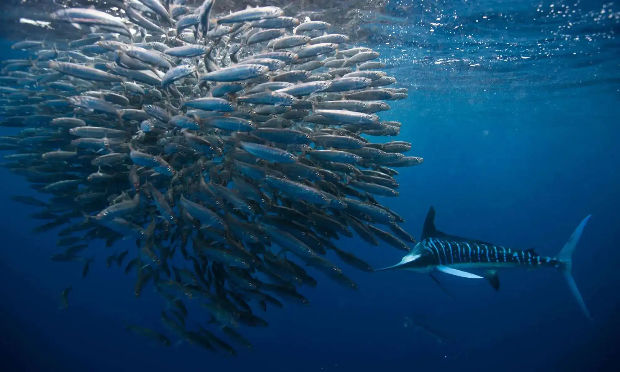 Mexico Sardine Run