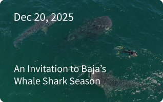Baja Expedition Newsletter