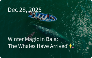 Baja Expedition Newsletter