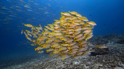 Snorkel with Mobulas