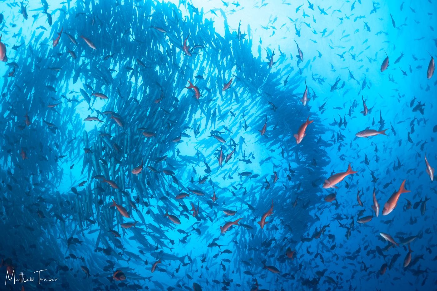 Cocos Island Liveaboard Diving: Costa Rica's Shark Paradise