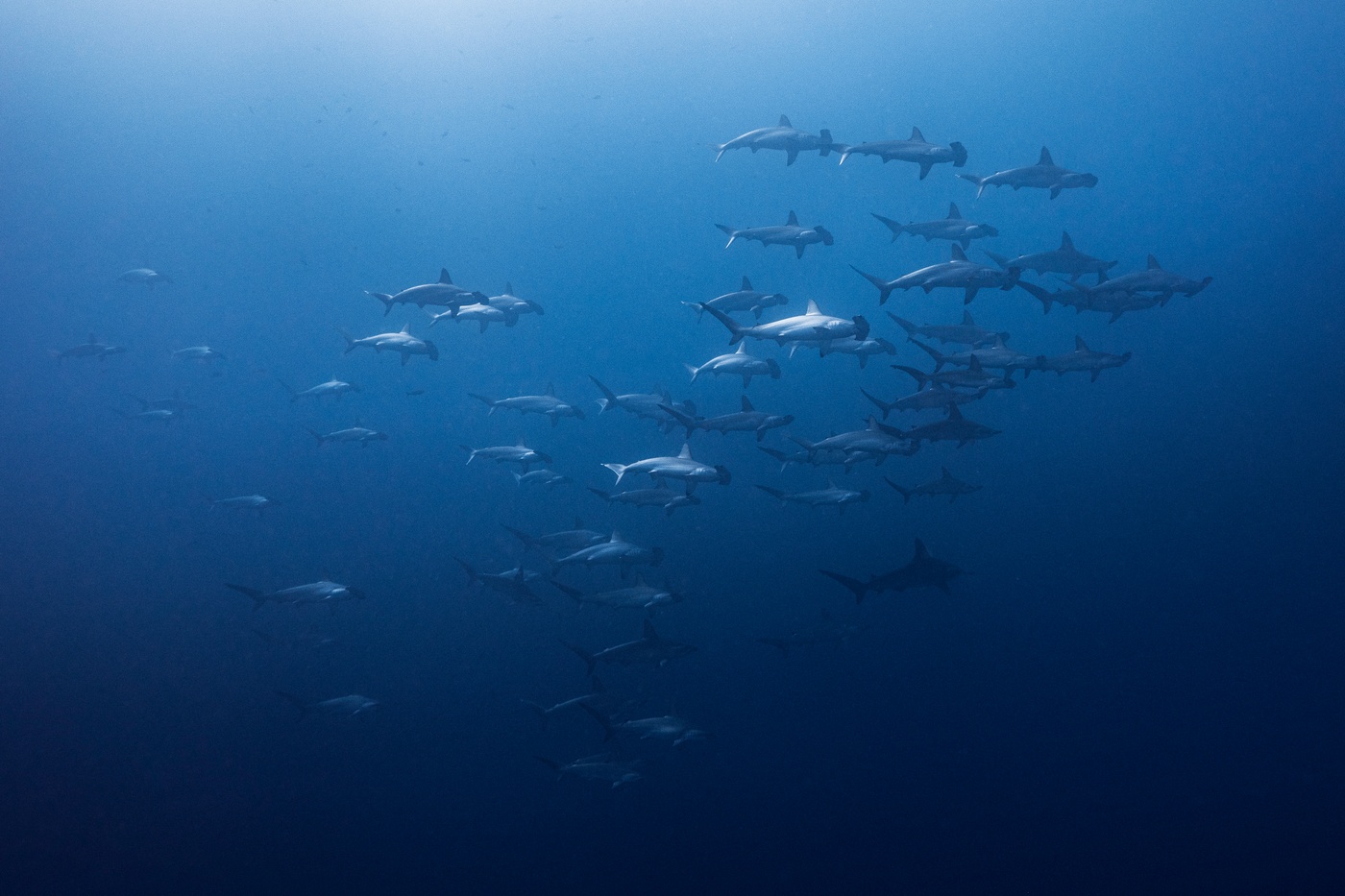 Liveaboard Diving In the Sea of Cortez: The World's Aquarium