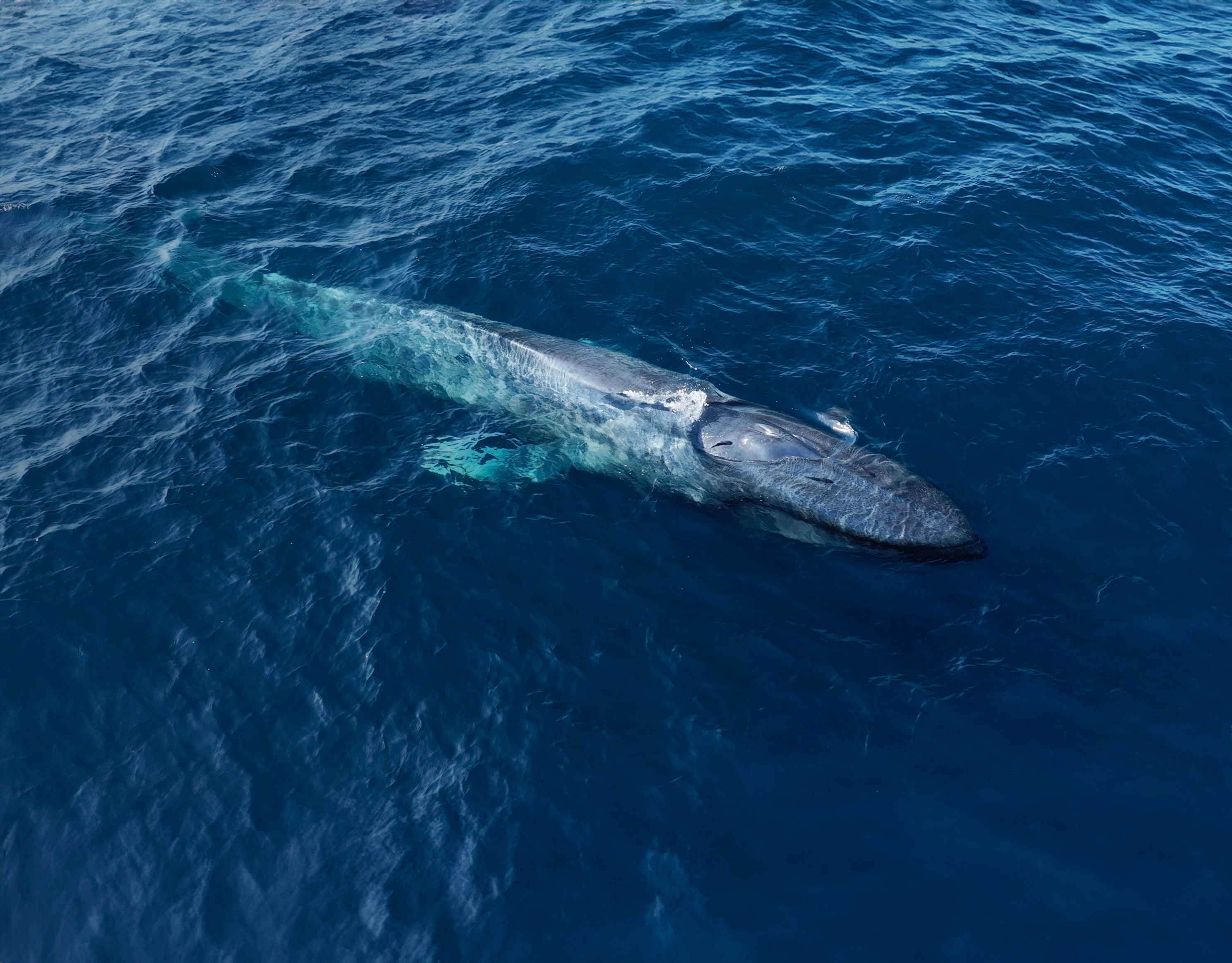 Earth's Greatest Giants: Exclusive Expeditions into the Sea of Cortez