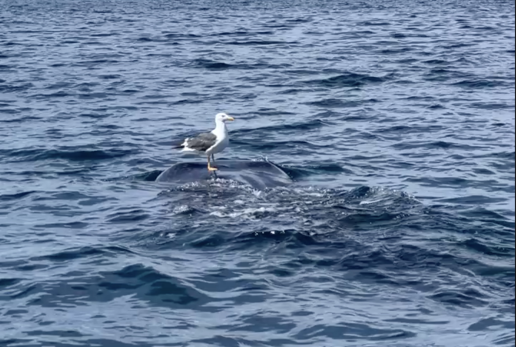 Ocean Safari Glamping