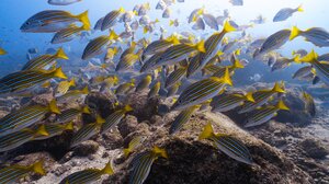 Sea of Cortez 6-Day Getaway 