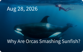 Why Are Orcas Smashing Sunfish?
