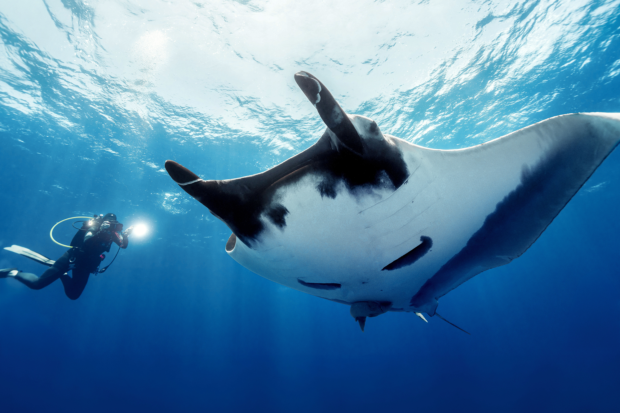 Socorro – Giant Mantas, Dolphins & Sharks