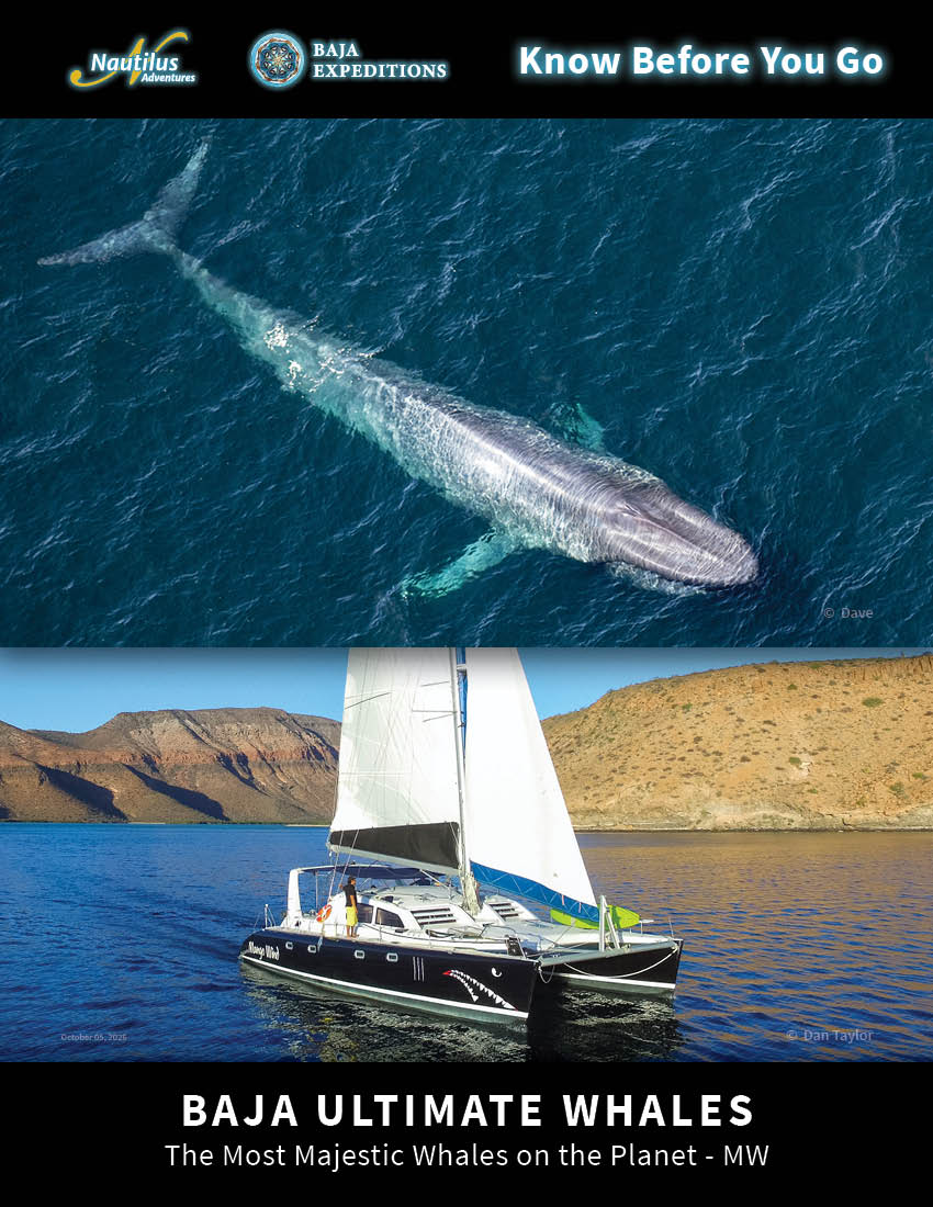 Baja Ultimate Whales - MW <p>Mango Wind</p>
