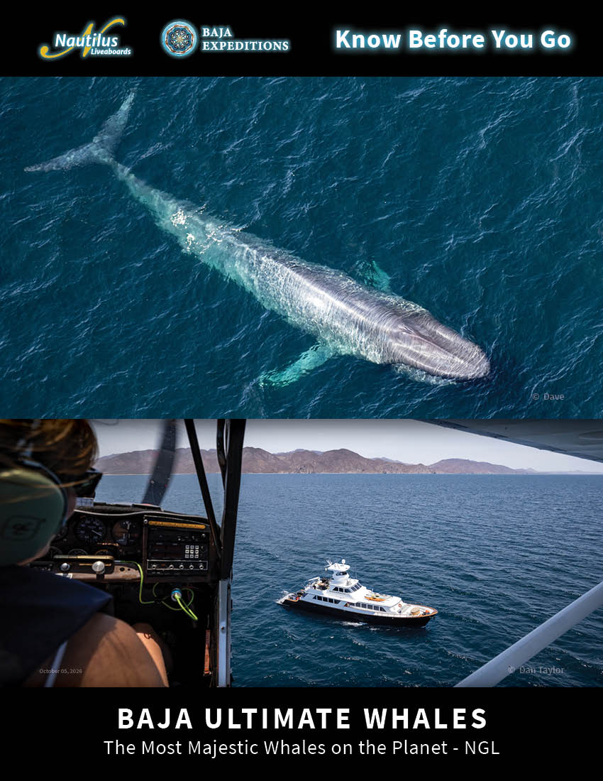 Baja Ultimate Whales - NGL <p>Nautilus Gallant Lady</p>