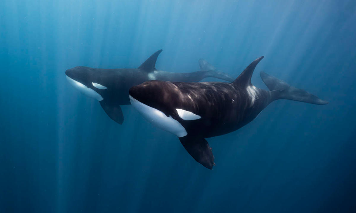 Sea of Cortez Tours: Diving with Orcas