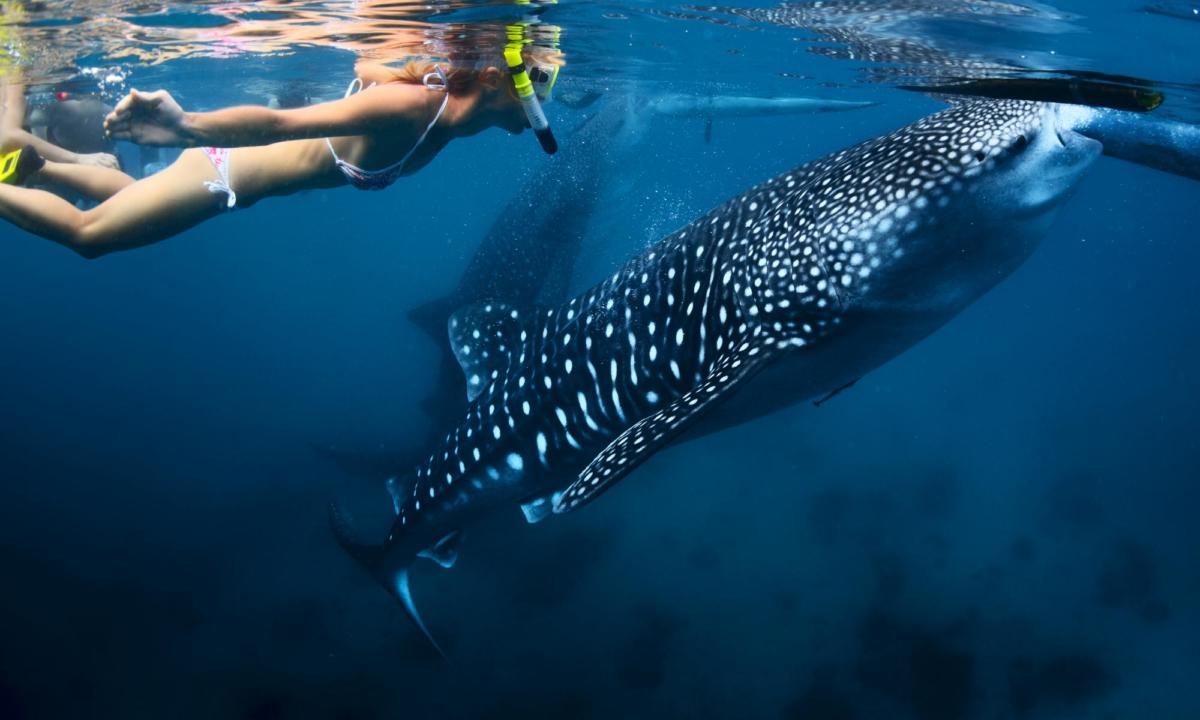 Ultimate Whale Sharks Swimming