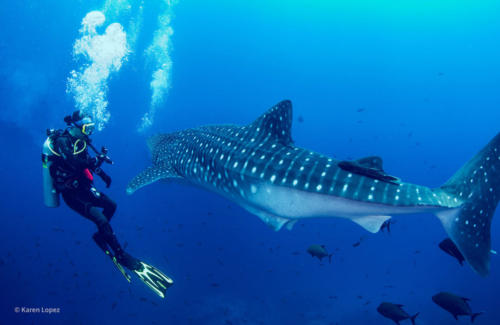Cocos Island - Whale Shark