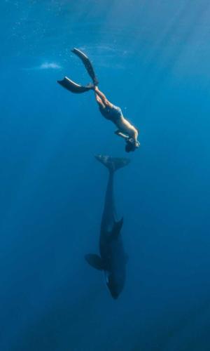 Baja California Tours - Free Diver  Orca