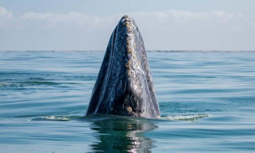 Gray Whale - San Ignacio Lagoon Tours