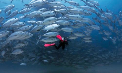 Sea of Cortez: Tornado fish dive