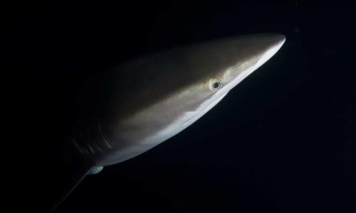 Shark, Socorro Island