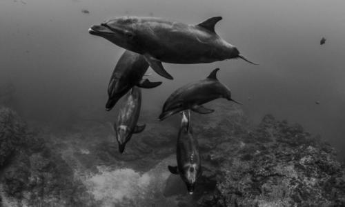 Sea of Cortez Tours, Dolphins
