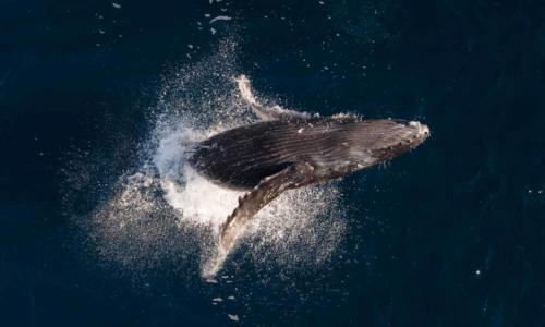 Socorro Island: Humpback Whale